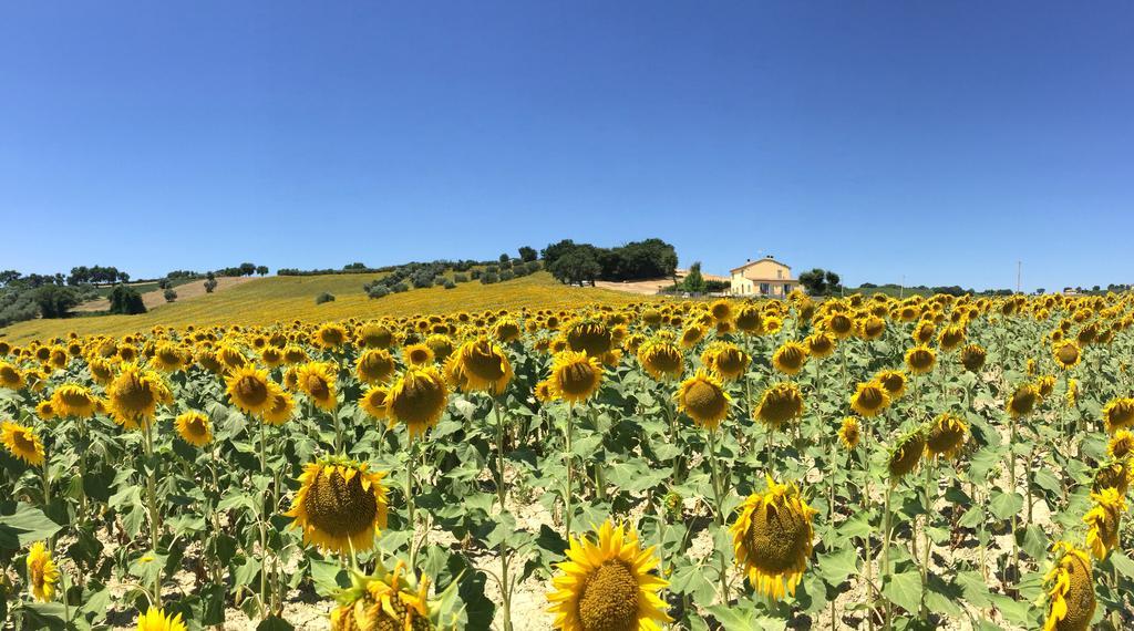 Girasole San Marcello (Ancona) Quarto foto